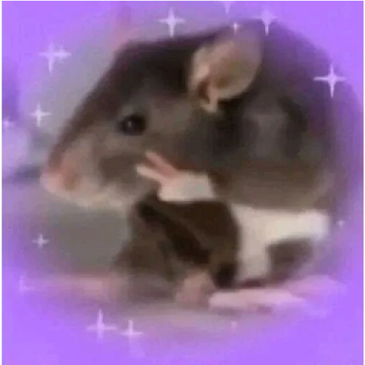 animal mammal rodent