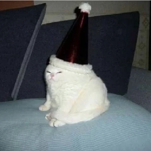 indoor small to medium-sized cats bottle