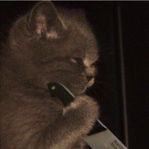 mammal small to medium-sized cats animal