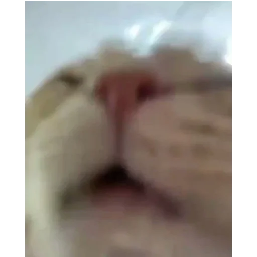 mammal blurry animal