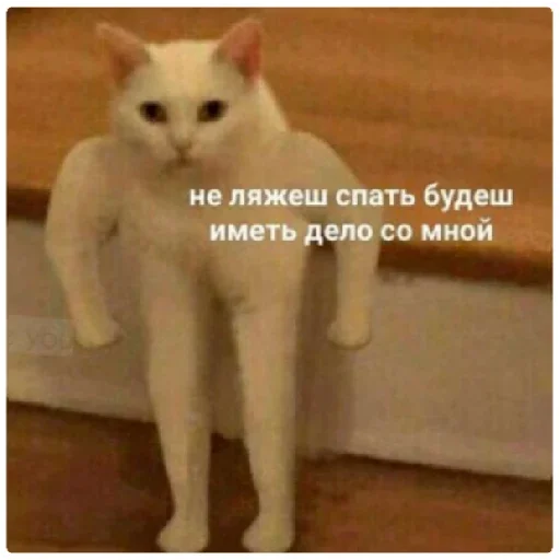 млекопитающее животное домашняя кошка