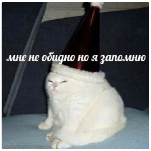 кошки малого и среднего размера кошка домашняя кошка