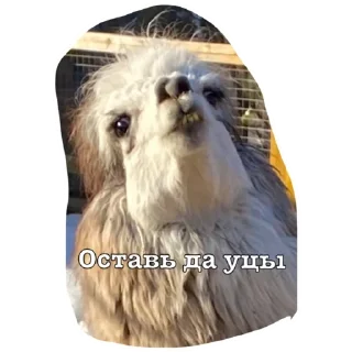 Sticker Ебейшие стикеры - 5