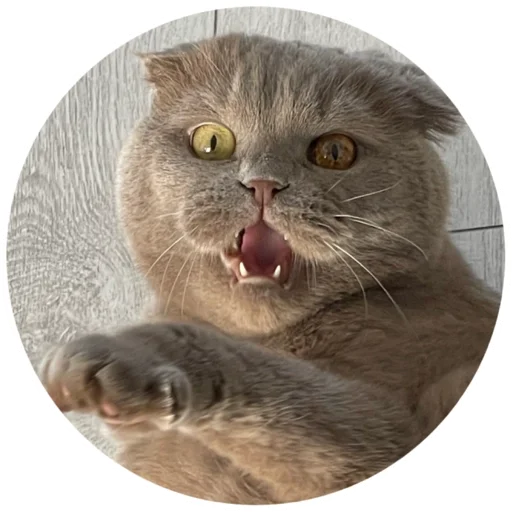 млекопитающее животное кошка