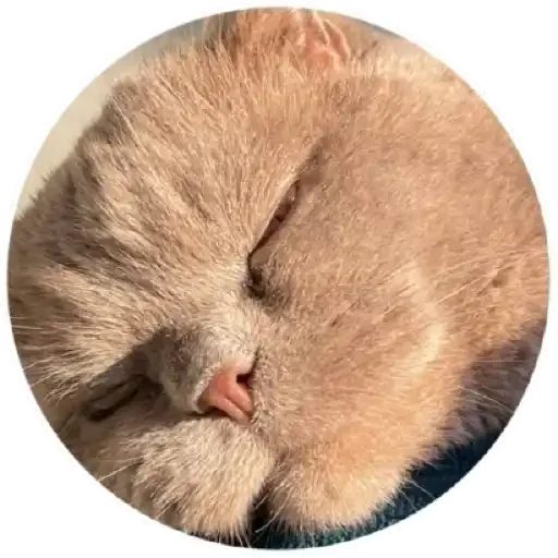 млекопитающее животное мех