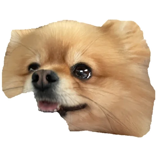 собака животное домашнее животное