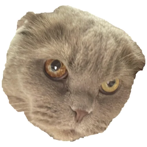 животное кошка кошки малого и среднего размера