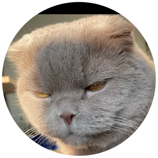 млекопитающее животное усы