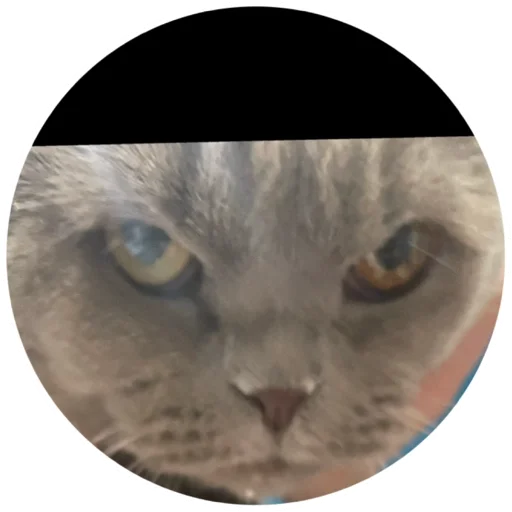 животное кошка млекопитающее