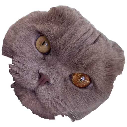 животное кошки малого и среднего размера кошка