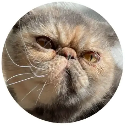 животное млекопитающее кошка