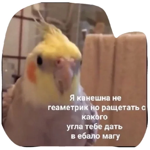 животное птица СМС