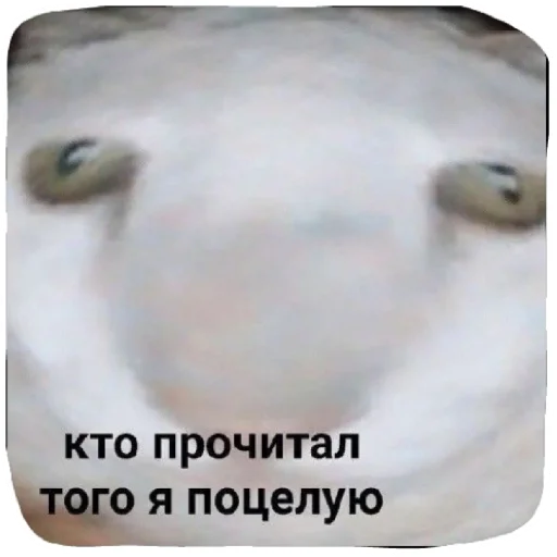 СМС животное скриншот