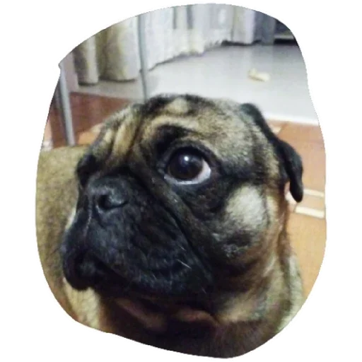 Sticker ЯРИК12К - 1