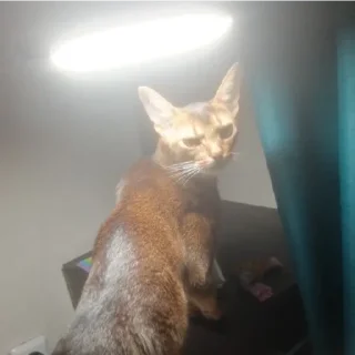 Sticker Ebaklashka - 10