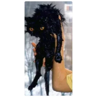 Стикер Мем - 1