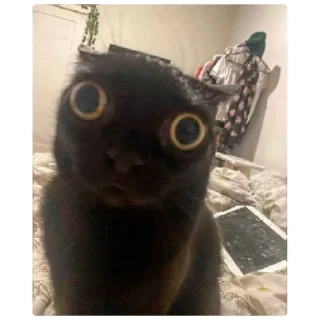 Стикер Мем - 6