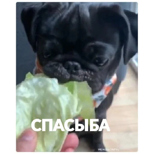 порода собак домашнее животное собака