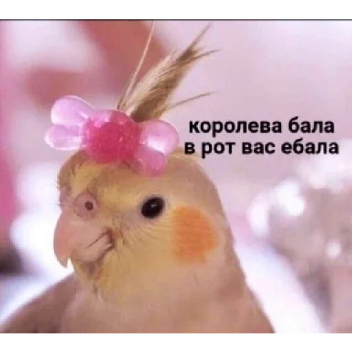 Sticker Бля пиздец - 6