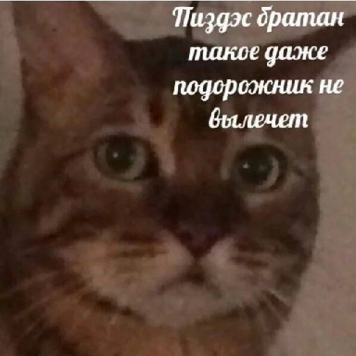 Sticker Бля пиздец - 4