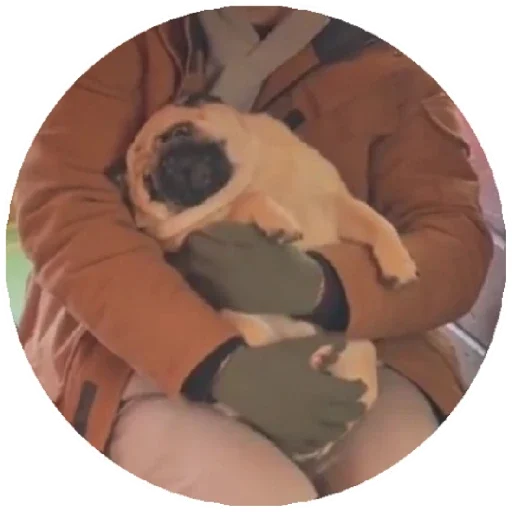 Sticker Pug Leonid - 8