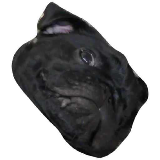 Sticker Pug Leonid - 5