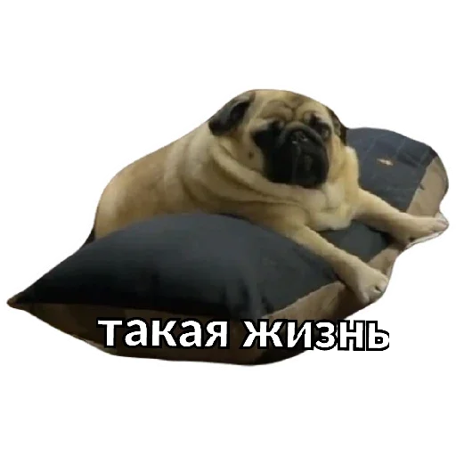 Sticker Pug Leonid - 4