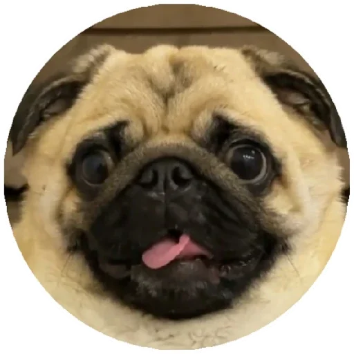 Pug Leonid - 