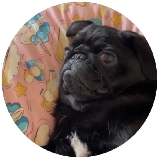 Sticker Pug Leonid - 3