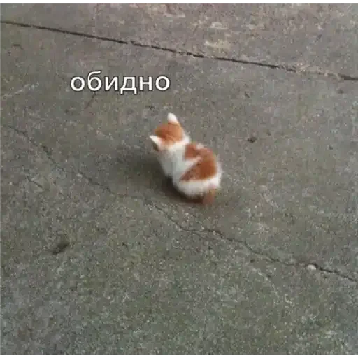 Важные стикеры - small to medium-sized cats