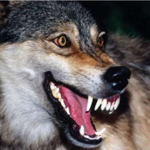 животное млекопитающее волк