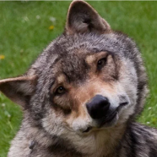 животное млекопитающее волк