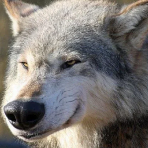 животное млекопитающее волк