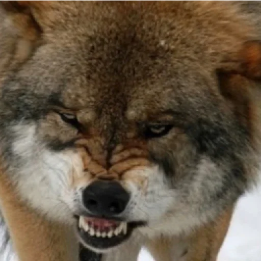 млекопитающее животное волк