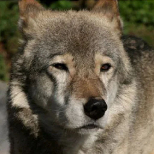 wolves    2 - волк