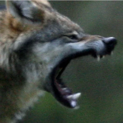 млекопитающее животное волк