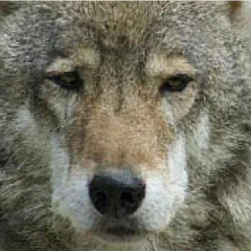 млекопитающее животное волк