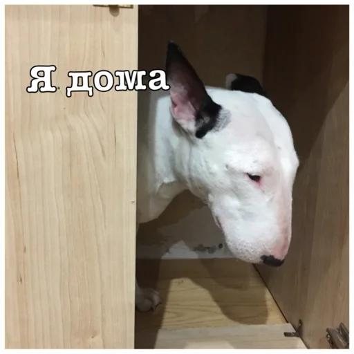 Стикер Бьяша собаша - 11