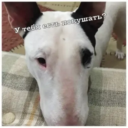 Стикер Бьяша собаша - 10