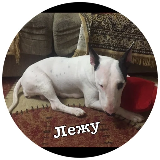 Стикер Бьяша собаша - 9