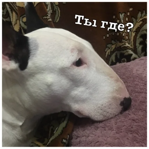 Стикер Бьяша собаша - 8