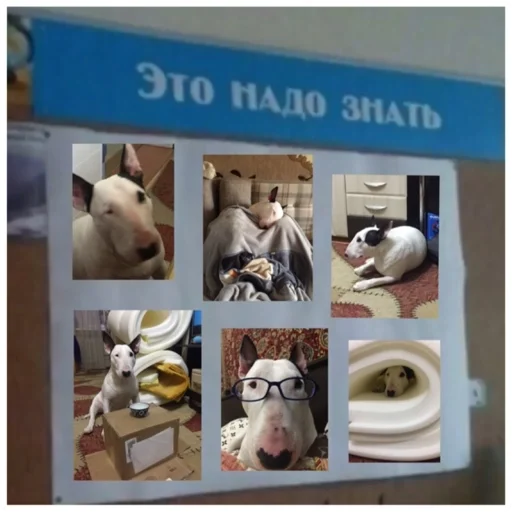 Стикер Бьяша собаша - 7