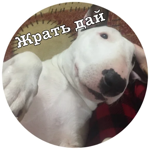 Стикер Бьяша собаша - 5