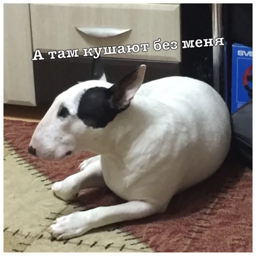 Стикер Бьяша собаша - 3