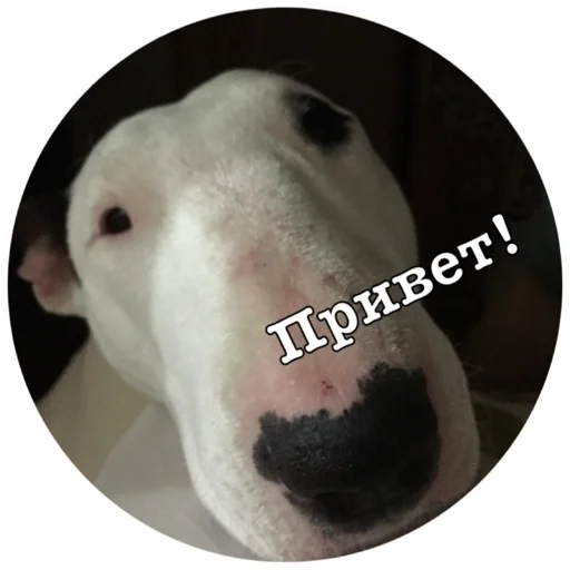 Стикер Бьяша собаша - 2