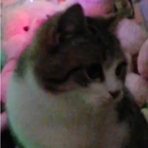 скуруруру - cat