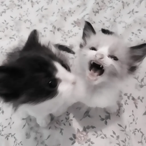 » 🤍 cats ! - @smstickerr - 