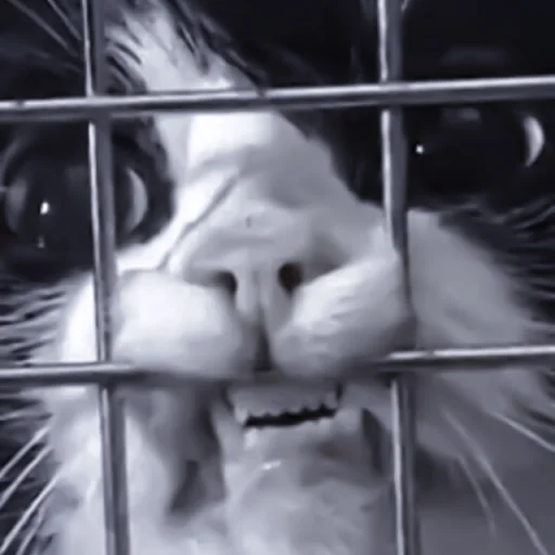 Стикер smcatss - 1