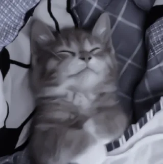 Sticker » 🐈‍⬛️ cats ! - @smstickerr - 1