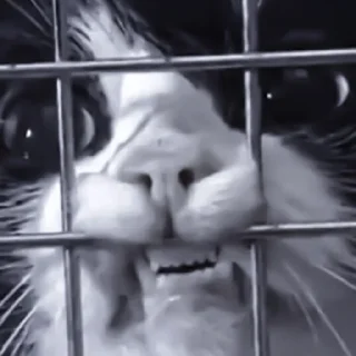 Sticker » 🐈‍⬛️ cats ! - @smstickerr - 8